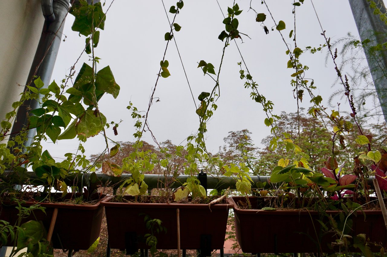 Micro Balcony Garden Journal 2024 - Sep 18 / マイクロバルコニーの記録