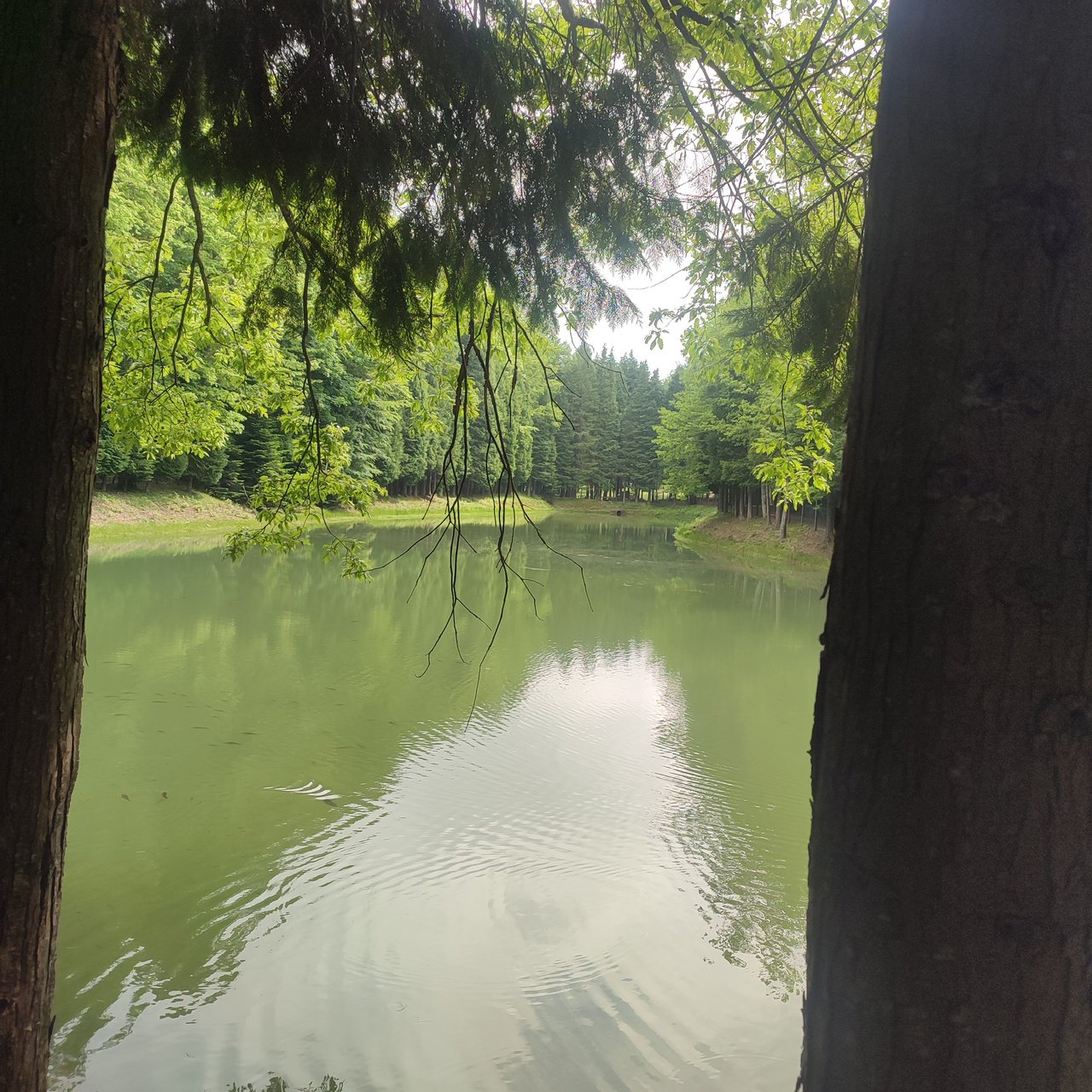https://images.ecency.com/DQmYEix6JAoNWf1eNyRFRxt7HNbPYpWjjJybkgCNW1cr9Ch/1752866634306.jpg