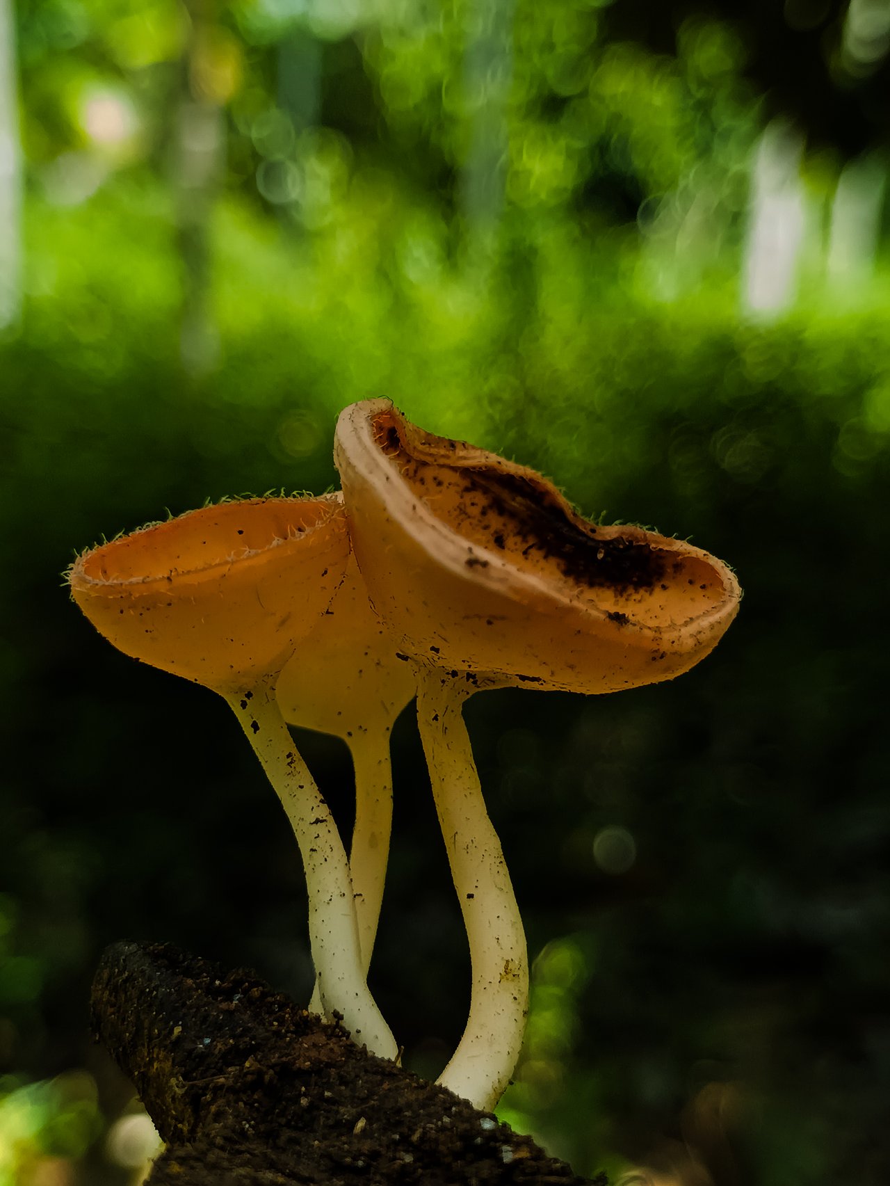 https://images.ecency.com/DQmYLd19qZudbMqcuQ2w1i7QPrKgji8qXWLqUEsHu1LU3LN/1744272755366.jpg