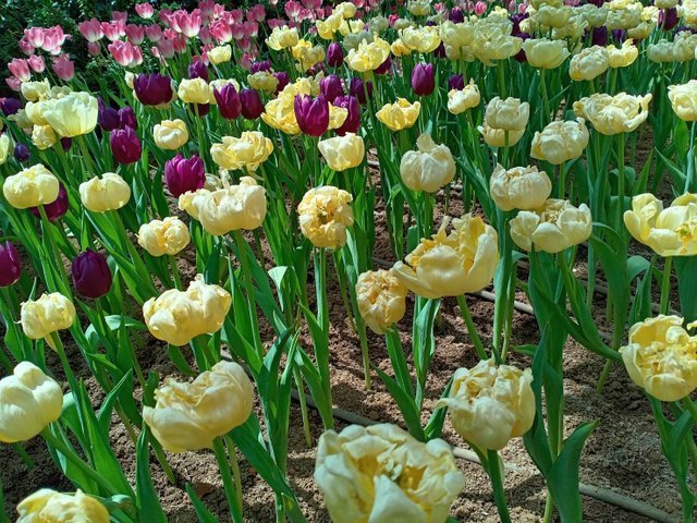 https://images.ecency.com/DQmYMFowxj3rWWL1bi5XJGLQ8mxye4FGQ4RwCJ6evkP9wQB/tulips22.jpg
