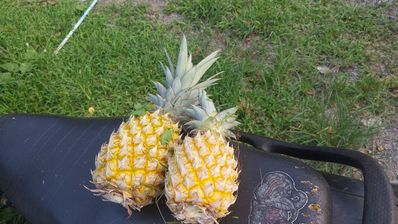 https://images.ecency.com/DQmYMbZCp7ceU15geYEi1DHfZfuZtfCxCDBg8bNFYSpYhFj/1746085402520.jpg