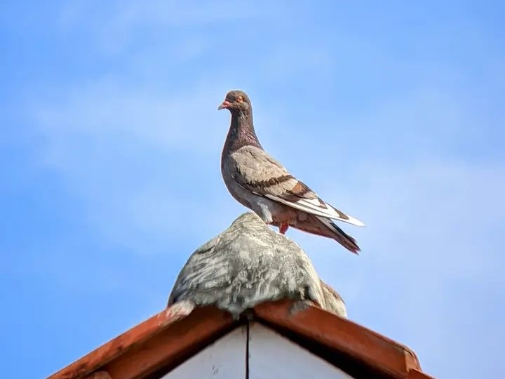 https://images.ecency.com/DQmYPkfWqSKT9jJdbV3vepE13zRxAEHGJ1iC6ZmKCQpDYmR/1749919962600.jpg