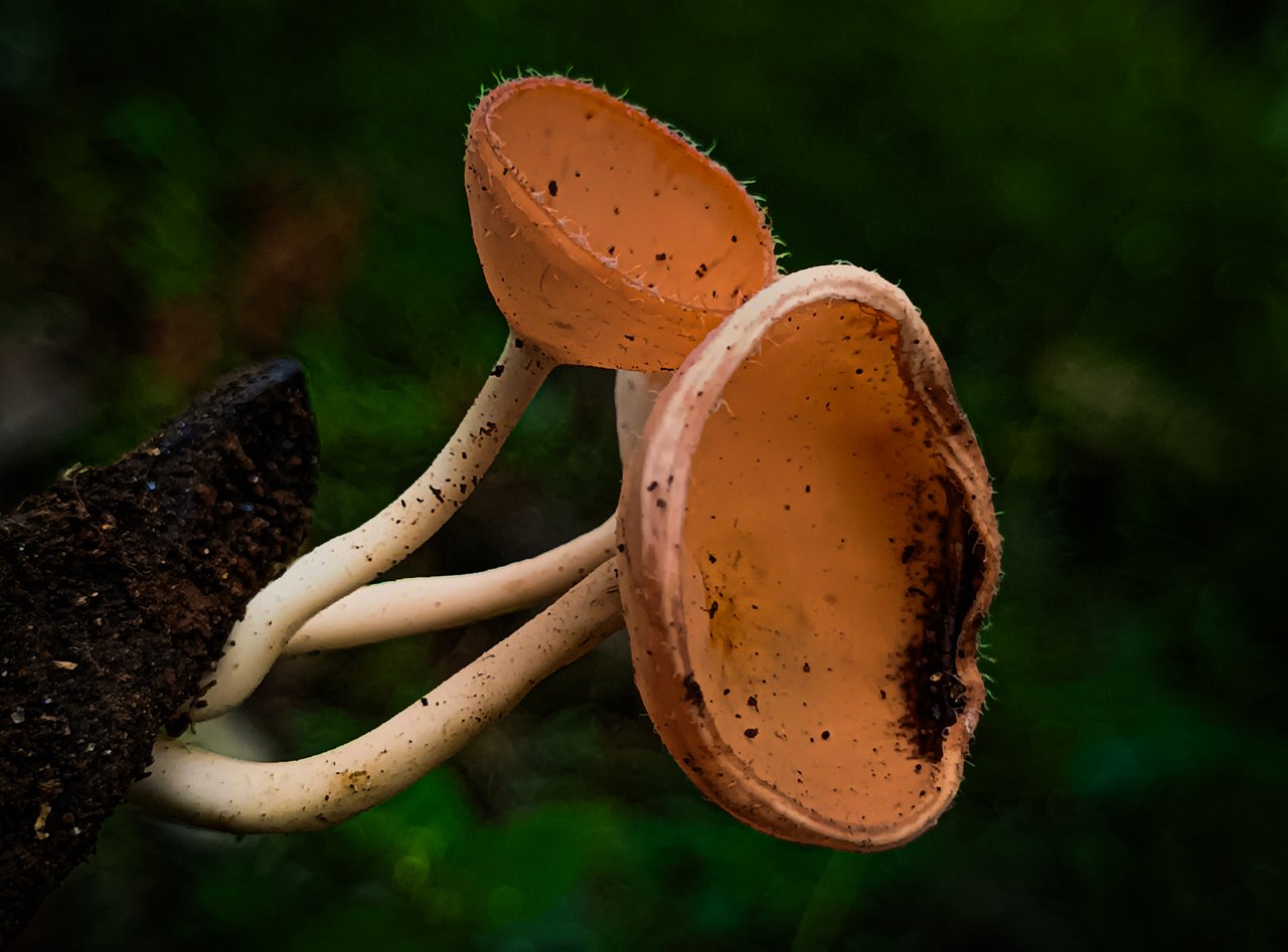 https://images.ecency.com/DQmYTREnNTTFWixMeGsMwrJ6cQa2gHrXkeer1XtdvGQQqSx/1744272717327.jpg