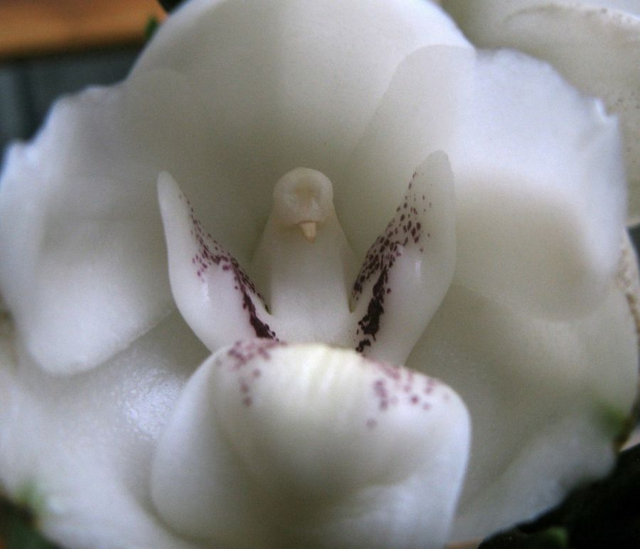 ESP/ENG] Las orquídeas mas raras del mundo/The rarest orchids in the world