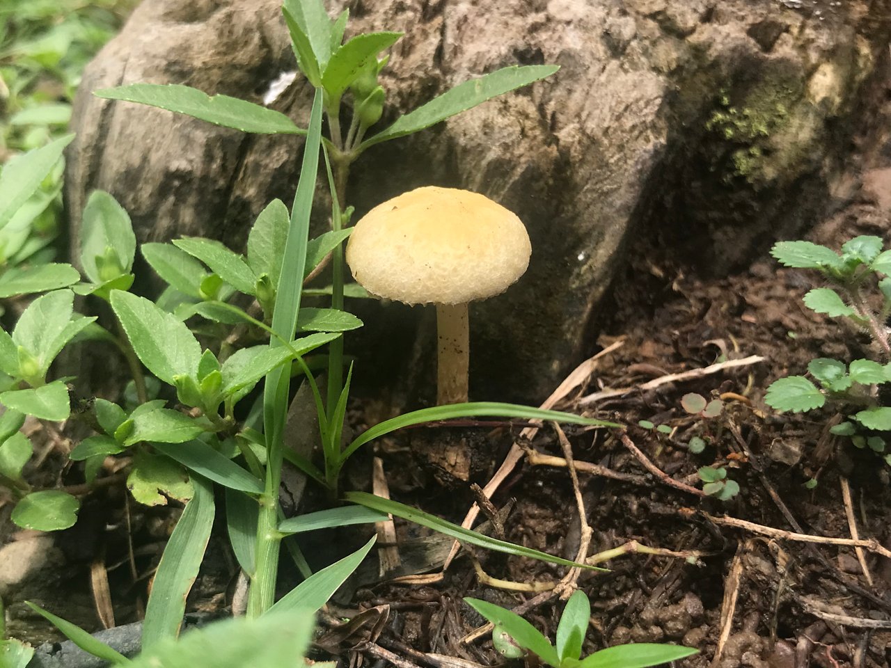 https://images.ecency.com/DQmYaY8w8Rw7H7i6btUoapNnuK2gBSAwke6NBSgMSbtqgsZ/3b5e23bc_0eaf_4eb1_980e_970d680cedf1.jpeg