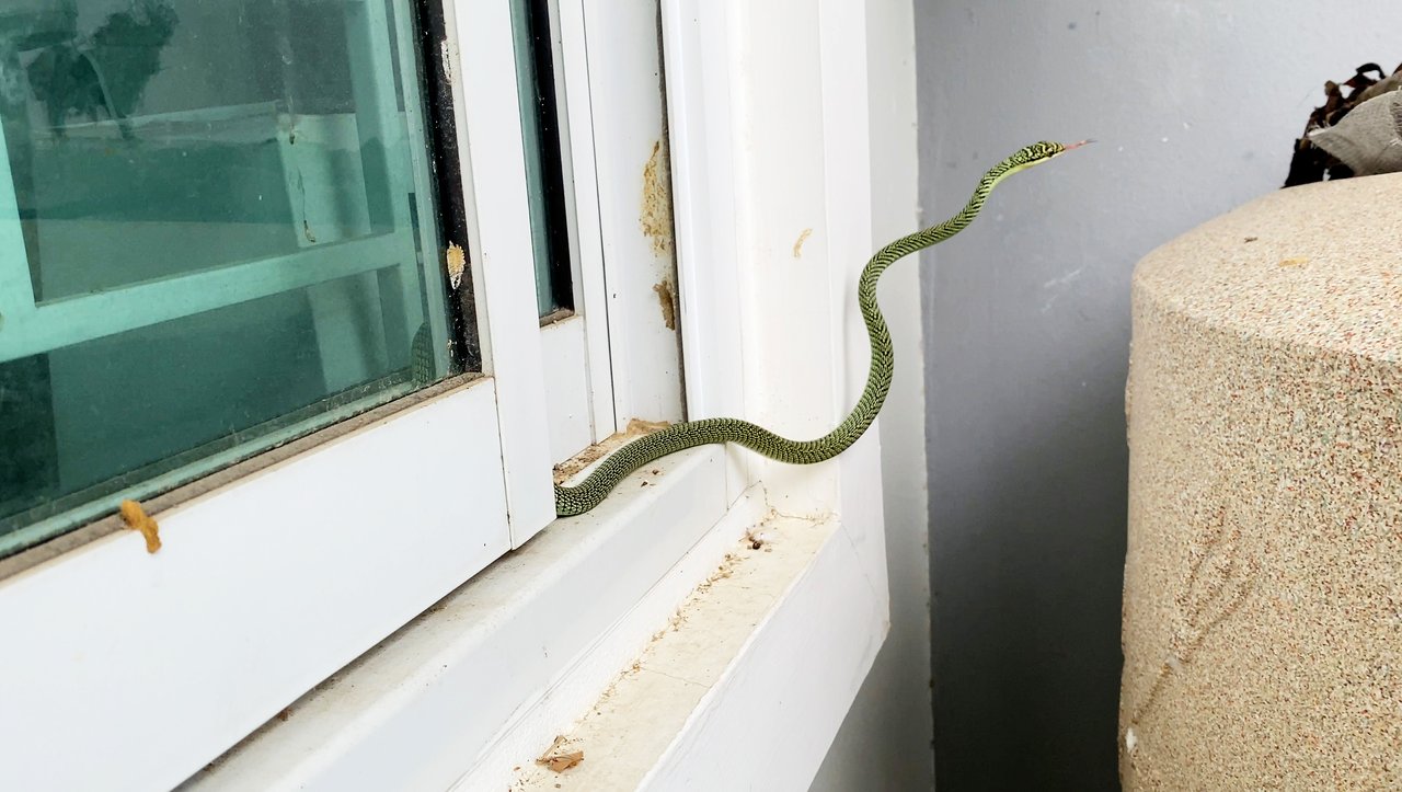 https://images.ecency.com/DQmYdJhPKQm4k5KuJweXT9zD7SziYdybKTQQUq4NYmViJK3/window_snake4.jpg