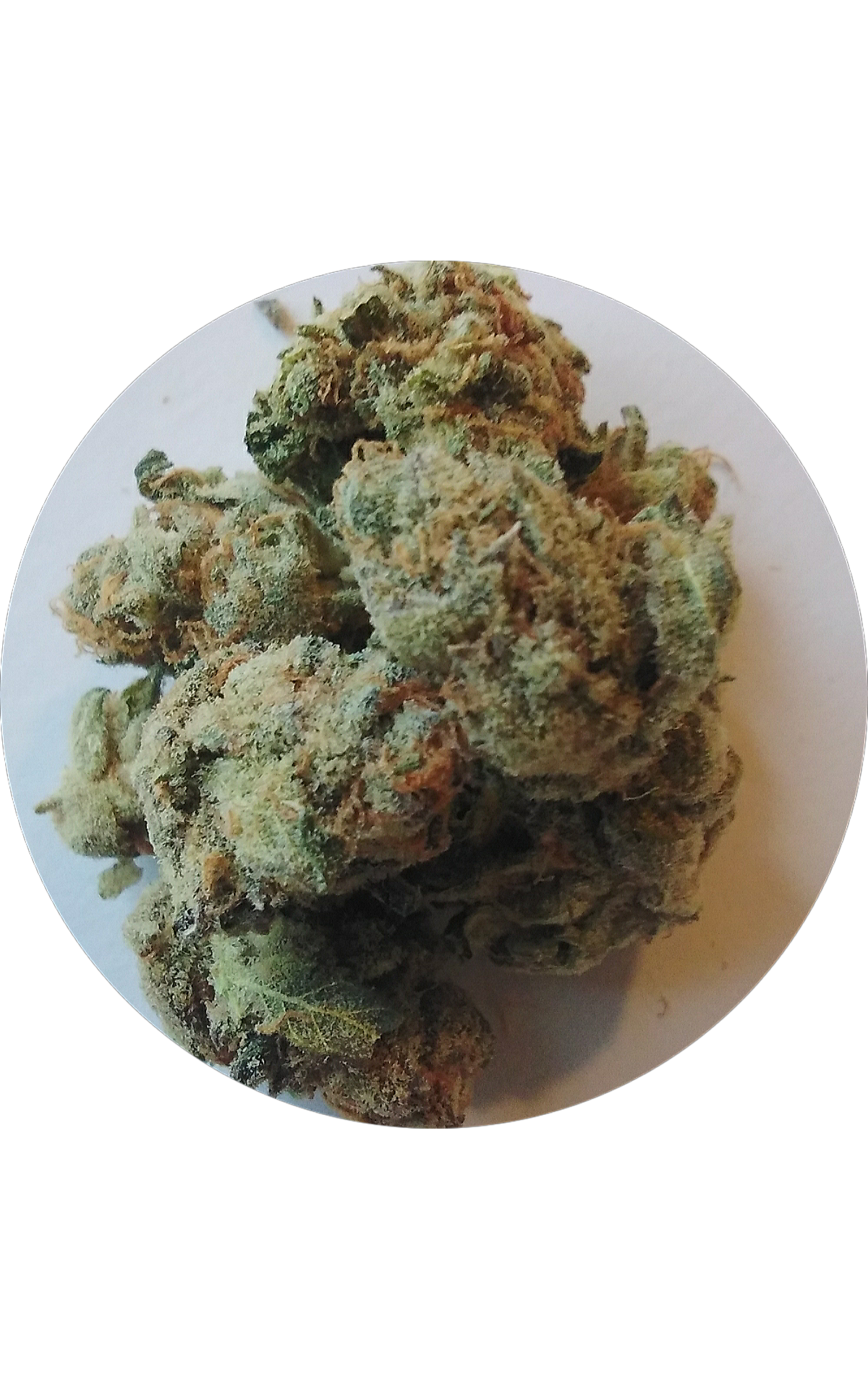 sundae_punch_5_bud.png