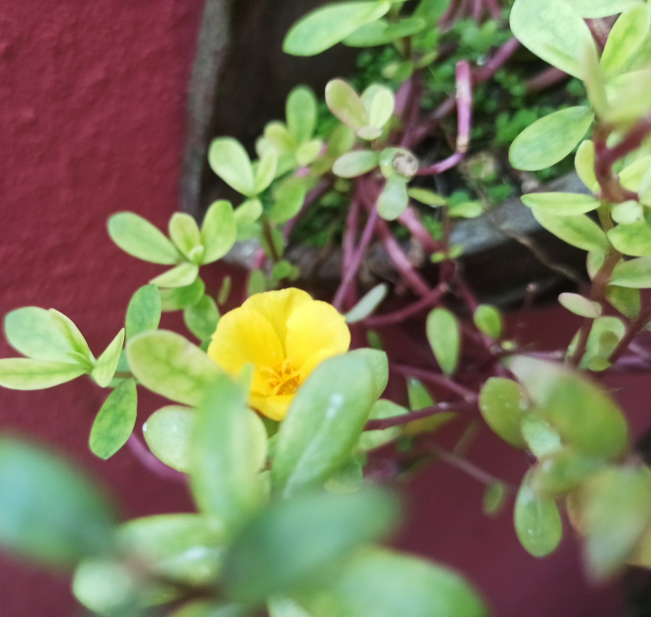 https://images.ecency.com/DQmYhdKHyUt5wVNj3iHUHYsd1DH8oTQ9JE57pFwTUxoucbE/flor.jpg