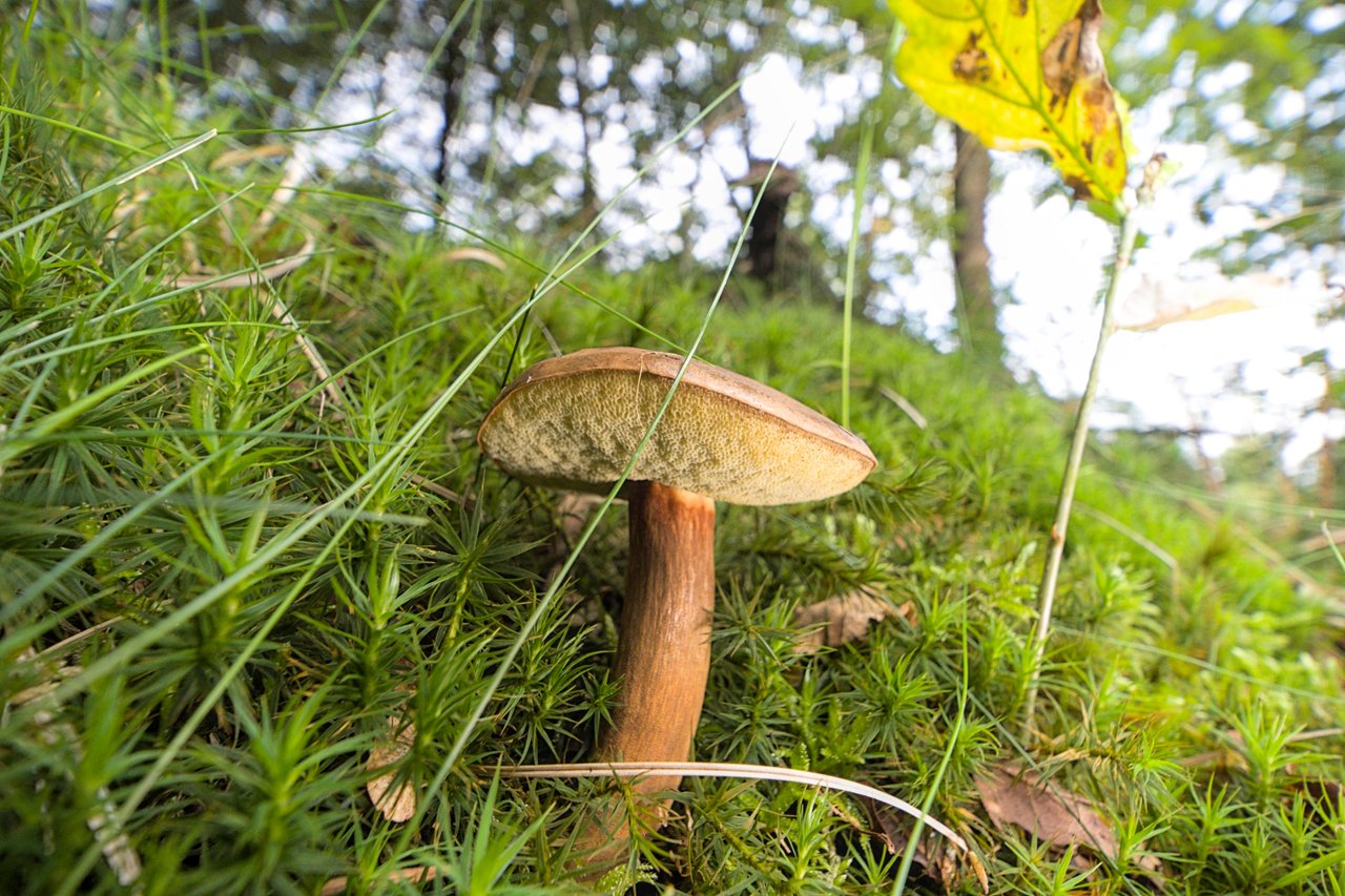 https://images.ecency.com/DQmYk4ZoFtsDR35AMBeUYspBxyf4AXrgzoEHPtED15UiZL1/a7403871.jpg