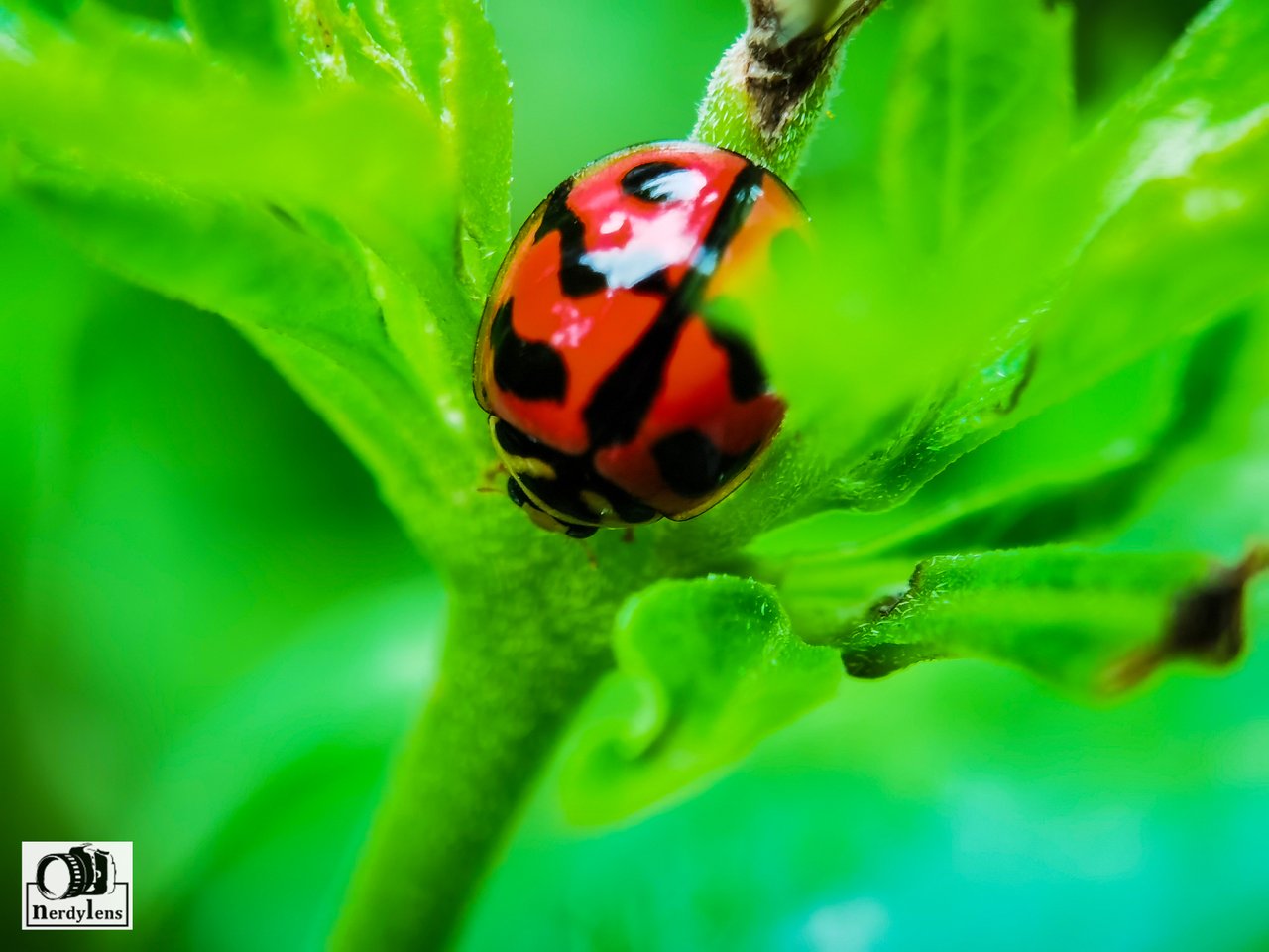 Coccinellidae Ladybug Peakd