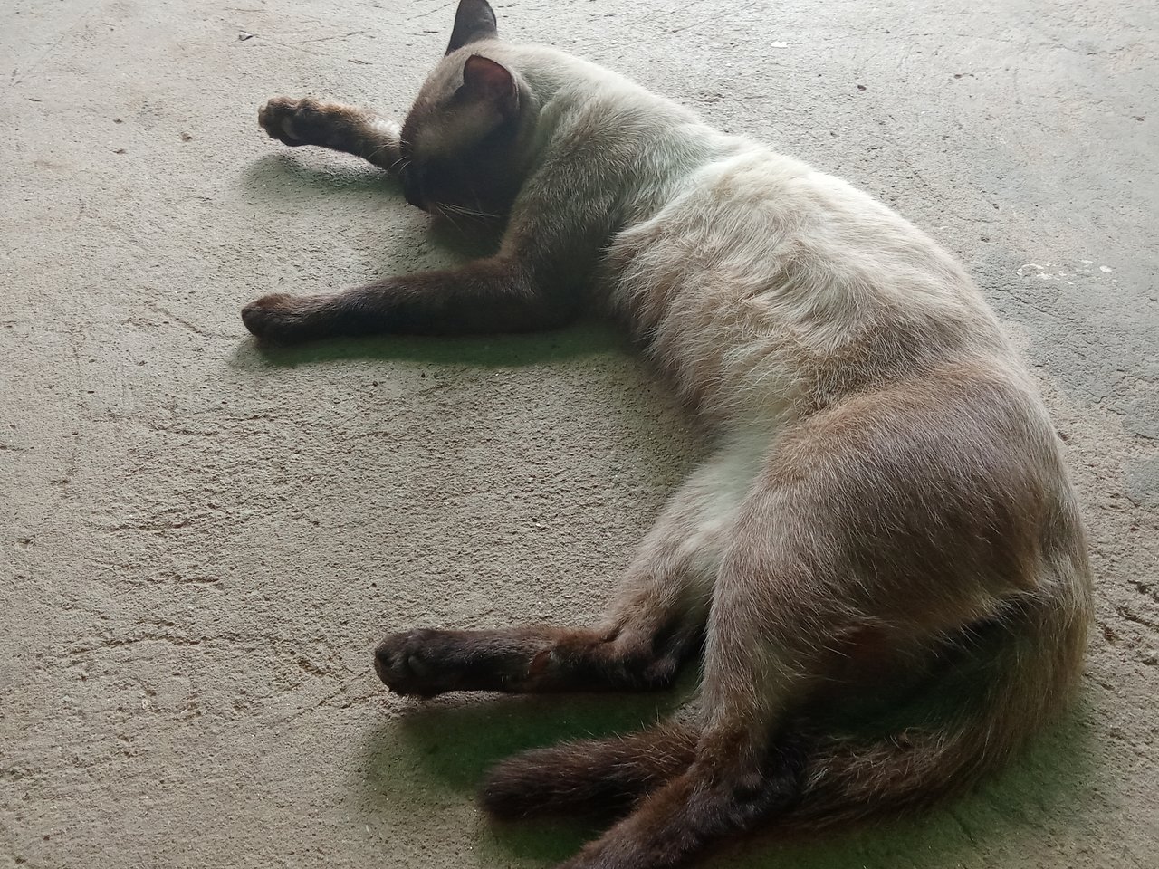 Putting some healing cream on our pet (Cat🐱) since he has a wound on one of his hind legs//Colocando un poco de crema cicatrizante a nuestra mascota (Gato🐱) ya qué tiene una herida en una de sus patas traseras 