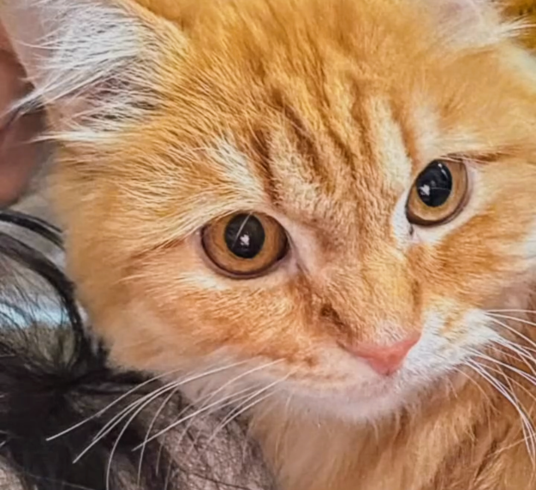 photographs of cat