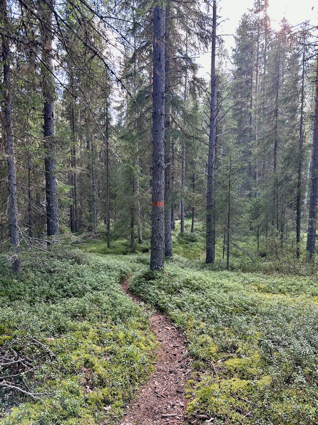 https://images.ecency.com/DQmZGTiYMbS5kAQEovu5r5XzoSj5cqv8C8MPttpmDVSPZF1/img_6926.jpeg