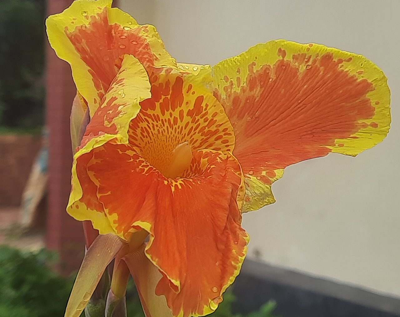 https://images.ecency.com/DQmZLqKAUdsdKYAuGj37nh7pNDC14jLtzxrUprKszqzPNNH/20250626_132548.jpg