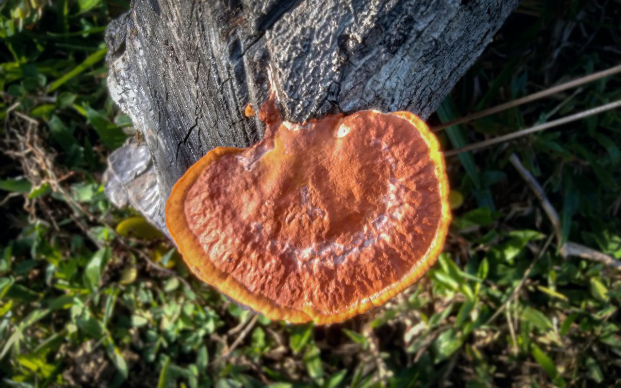 https://images.ecency.com/DQmZPGSbbHs67pK2udrAm1QGnQDihGk5qpetVLjFzojbtVZ/bfti6.jpg