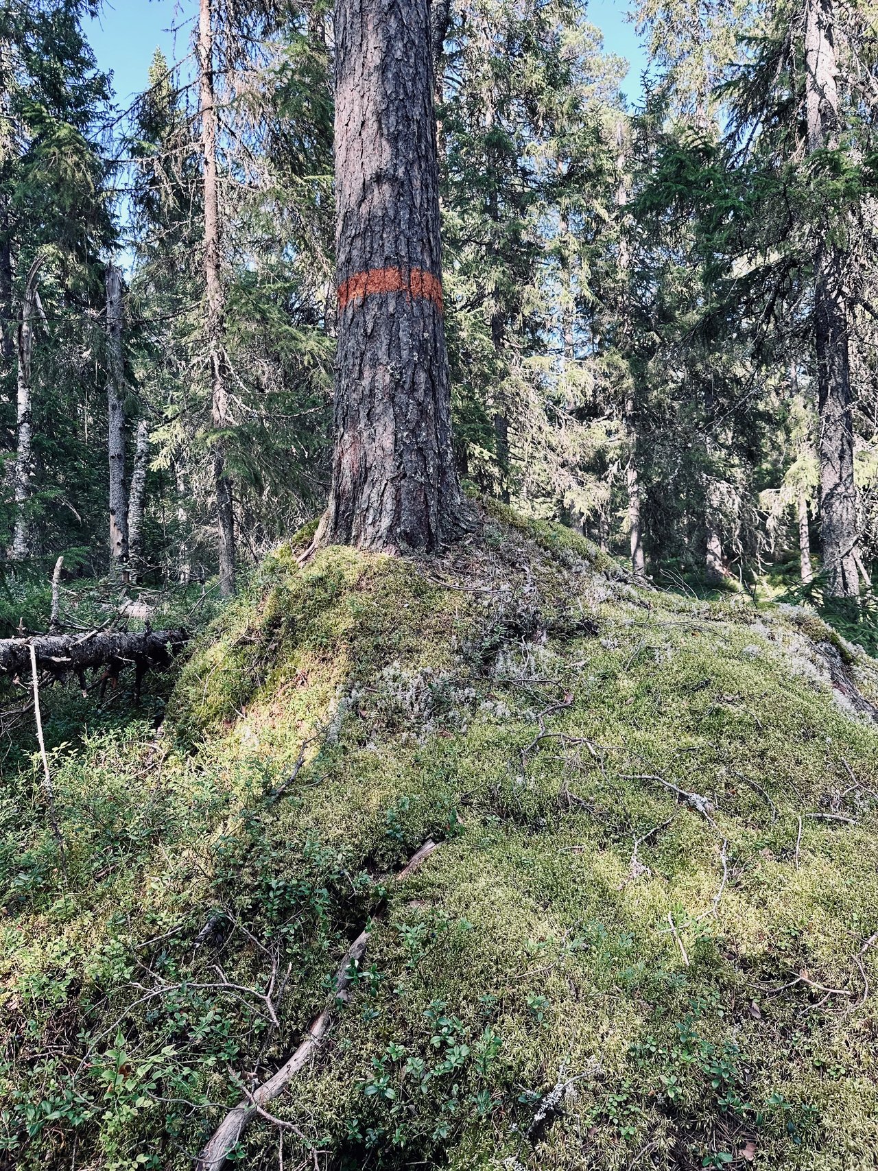 https://images.ecency.com/DQmZPkeGK64fN3nbgS8n9WRw6VT79QPBMF4qb2mxsmeuwqh/img_6979.jpeg