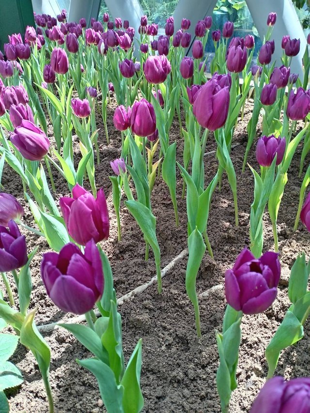 https://images.ecency.com/DQmZSr4SNgayibWxwoTjfEtV1fjSrgAfqe4SGE5HK8bYE9i/tulips10.jpg