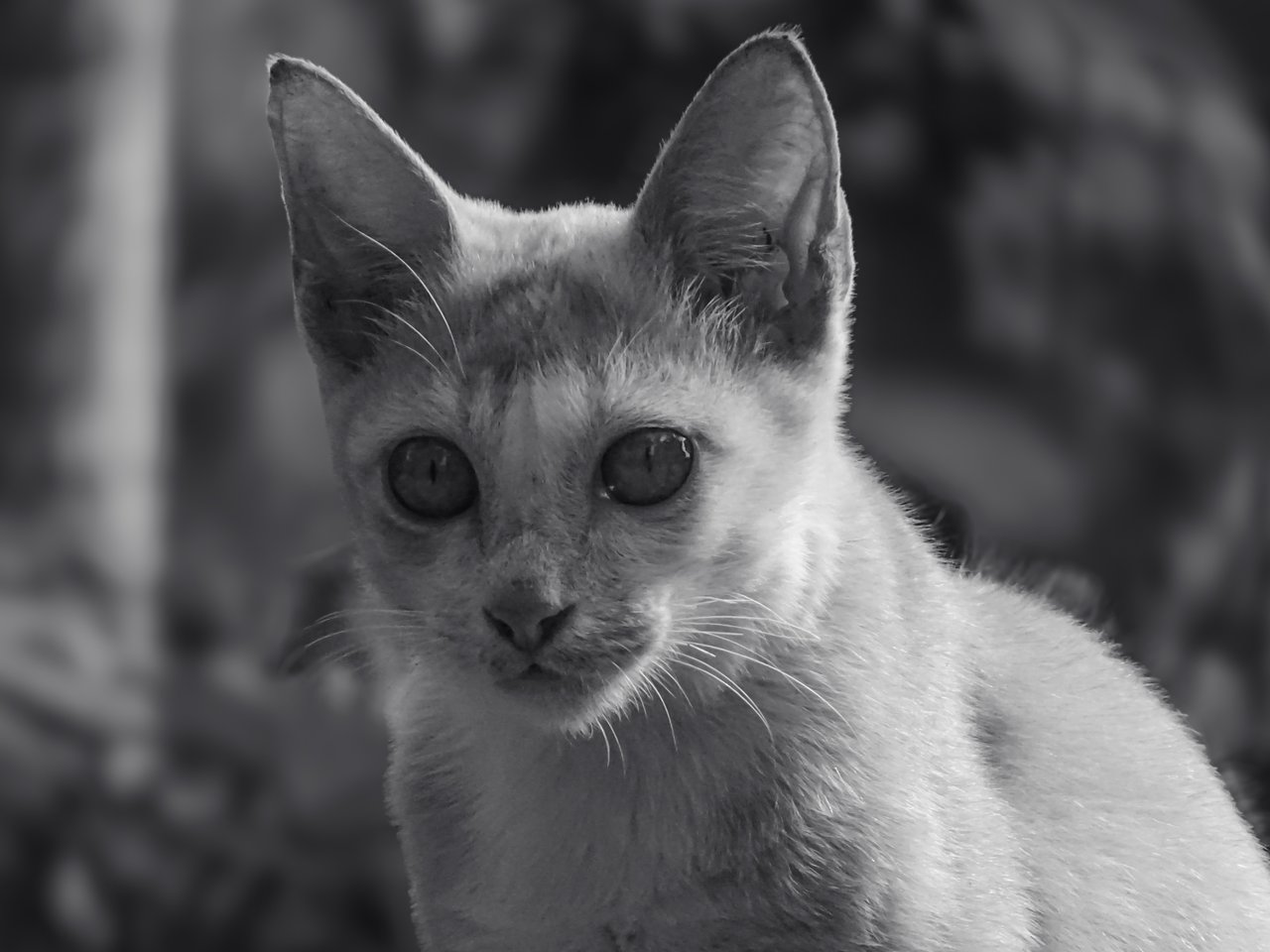 Monomad | Cat Photography Behind My House | Black And White 