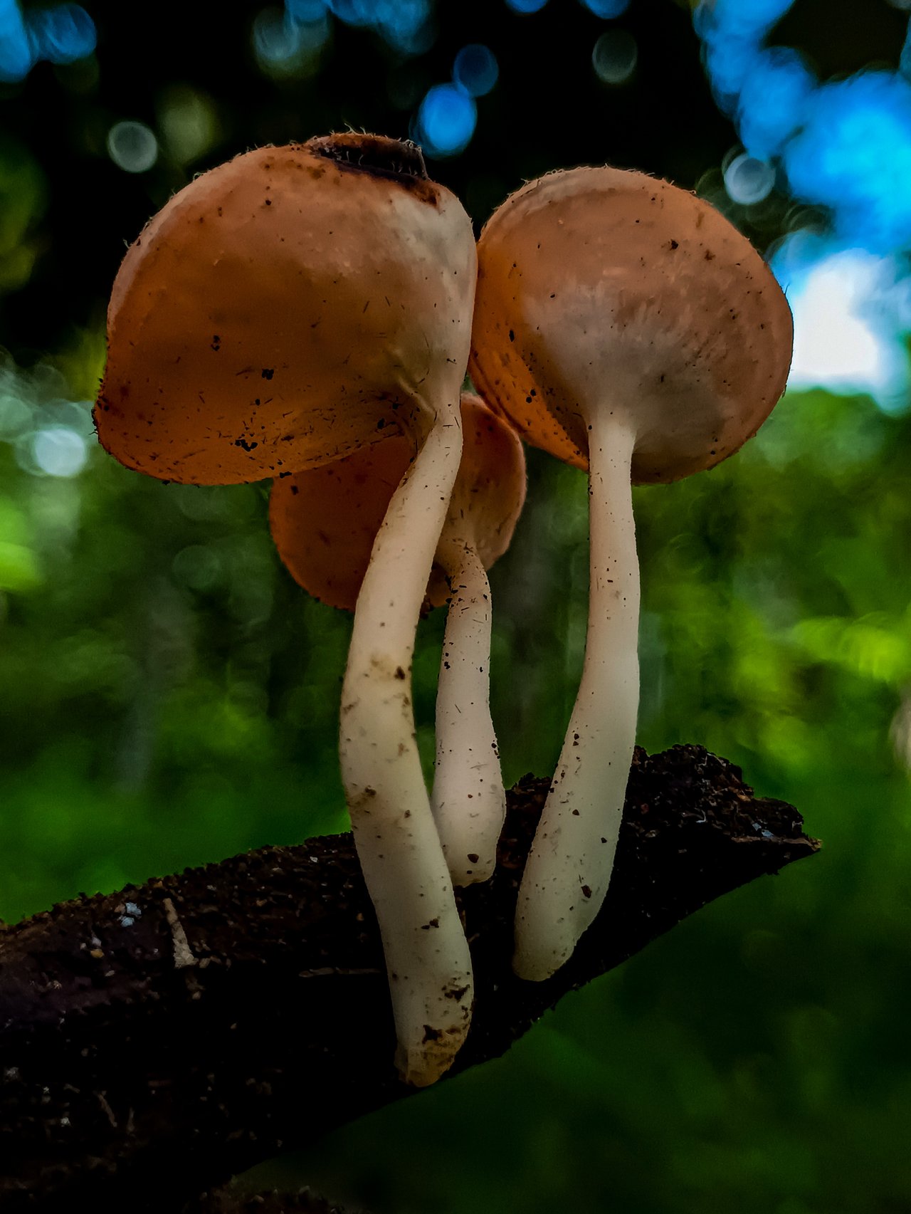 https://images.ecency.com/DQmZco4N7gv26ShWE2VP16GwnL4u2Wp82mSBFrdPWCnbgGm/1744272755175.jpg