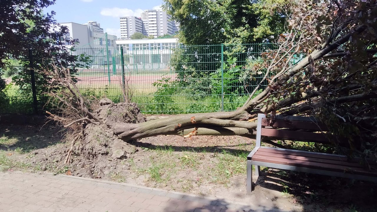 https://images.ecency.com/DQmZfyAZWHhUyJ35sBz6pwtjdLdYE7B6uTUjDozpCCeUutP/a03.jpg