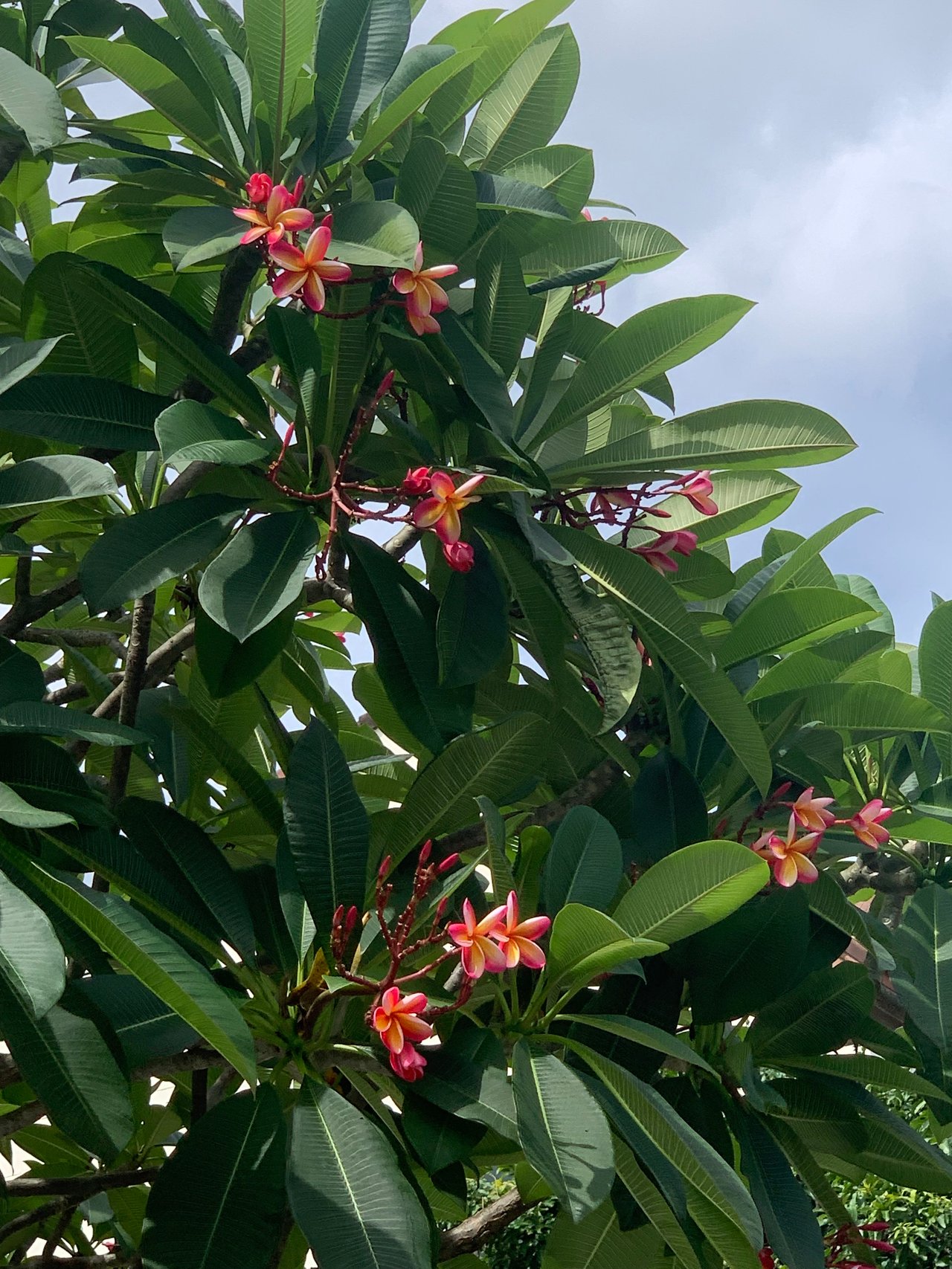 https://images.ecency.com/DQmZgaFYXSMKvvgoNwbXsegvKCasCKEm16FCMrhcwDjH76v/flower5.jpg