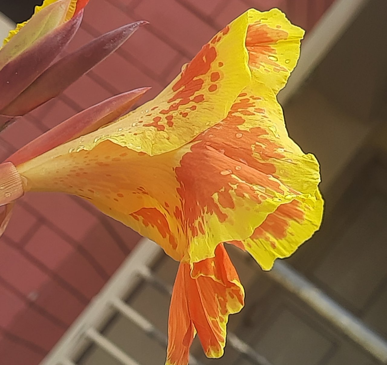 https://images.ecency.com/DQmZjWaFyX2hRDS5xRK34BXZSirwsBie9gNaSccWTZg1k1N/20250626_132655.jpg