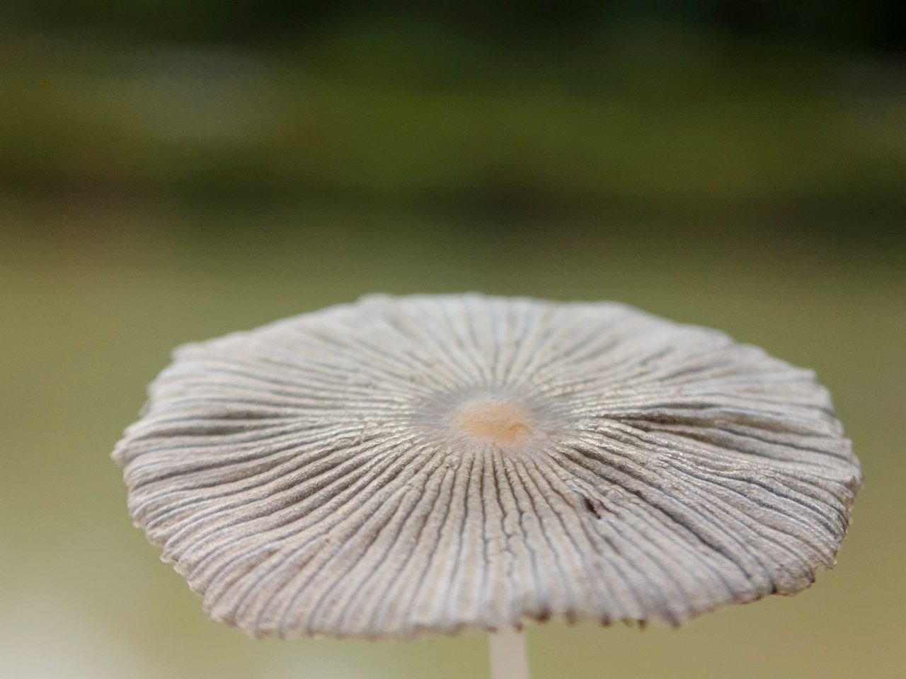 https://images.ecency.com/DQmZqRJQFVsH8Wxgfy8er18k5qzV6A8StBV5fWssWyYzCdu/1756480304746.jpg