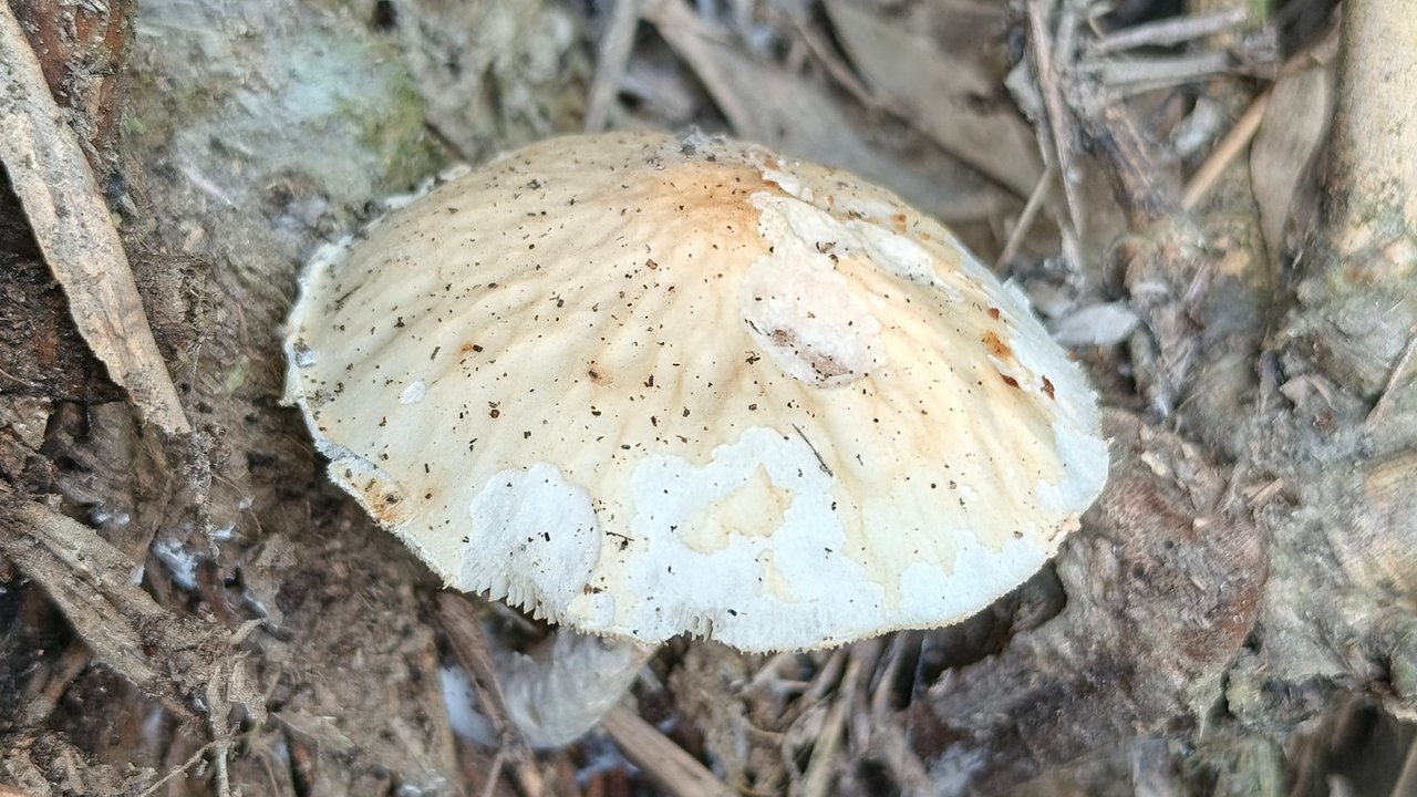 https://images.ecency.com/DQmZsyiB8v3KSzWwu3a92p1qGUVYwfPLJsZYp2HvtEb6vmh/1753248562052.jpg
