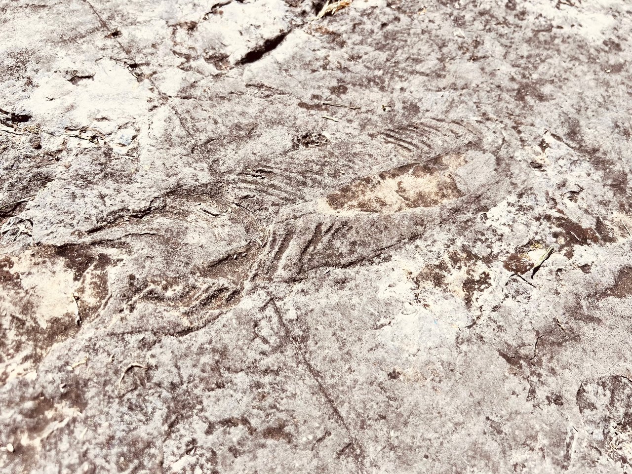 https://images.ecency.com/DQmZvMJm1XRazqcD2WnEYeqdSn1u5AadAeuvjGskE74MFBW/img_7427.jpeg