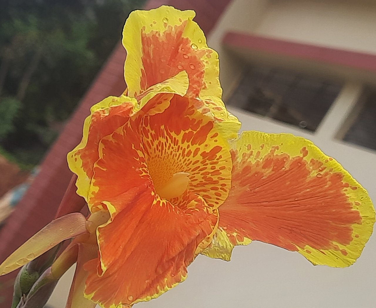 https://images.ecency.com/DQmZznTTNYUy6jJ7ki7yTy5t5SvG8iQuy23TMCS8XfHDF8G/20250626_132632.jpg