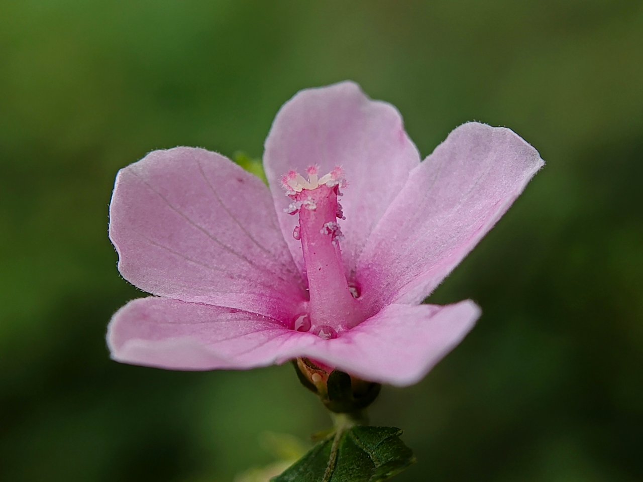 https://images.ecency.com/DQma9qbhqNdmAG7p1oGrLos5b6EkDCXw8Acv5Z4wmgbinic/1756480458814.jpg