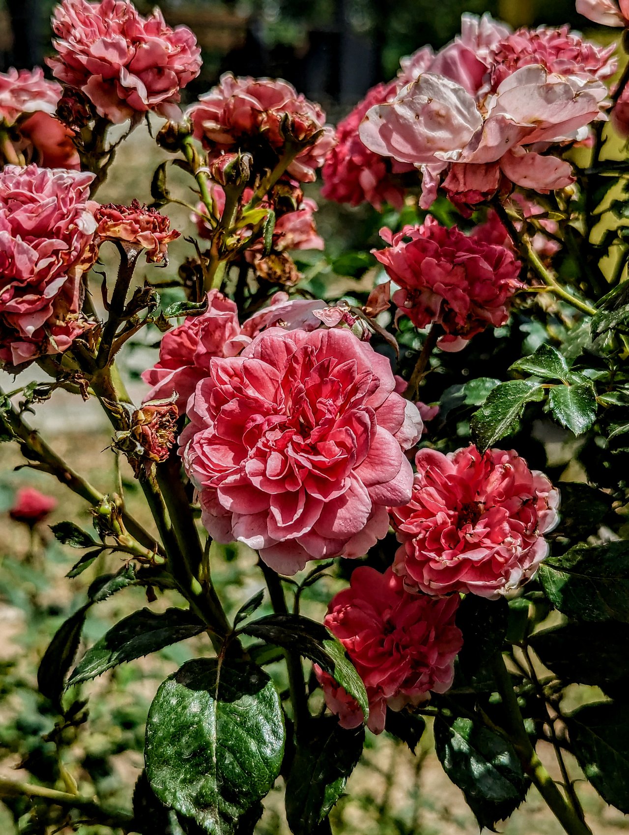 https://images.ecency.com/DQmaGG8wHQehY3DRud3Xv3F1QFQ5UFoT6UAQQ3w9ZVEjJTr/1746383262561.jpg
