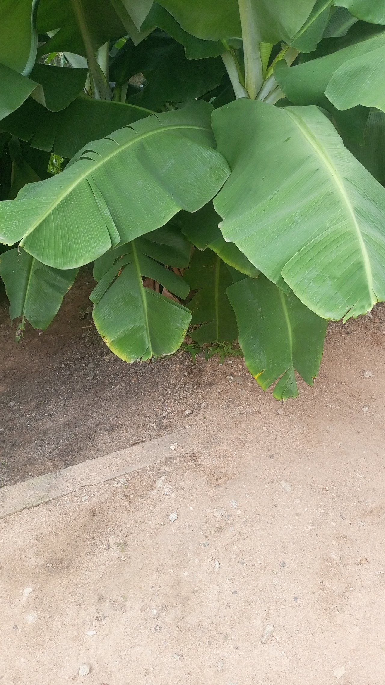 https://images.ecency.com/DQmaHLSQeuX6fBj7tcUxEtqjM4N9pmS3Z5uUQYfq2rXANTu/snapchat_846218042.jpg