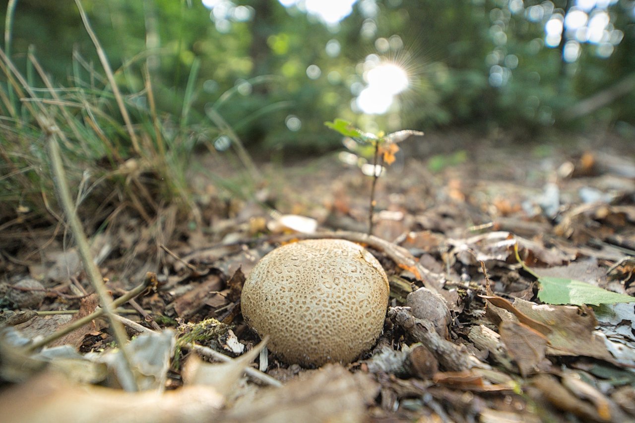 https://images.ecency.com/DQmaK2S3bLcD5JbG61HEVDRfrypSkHzYgbY9utF5gs9zEUu/a7403885.jpg