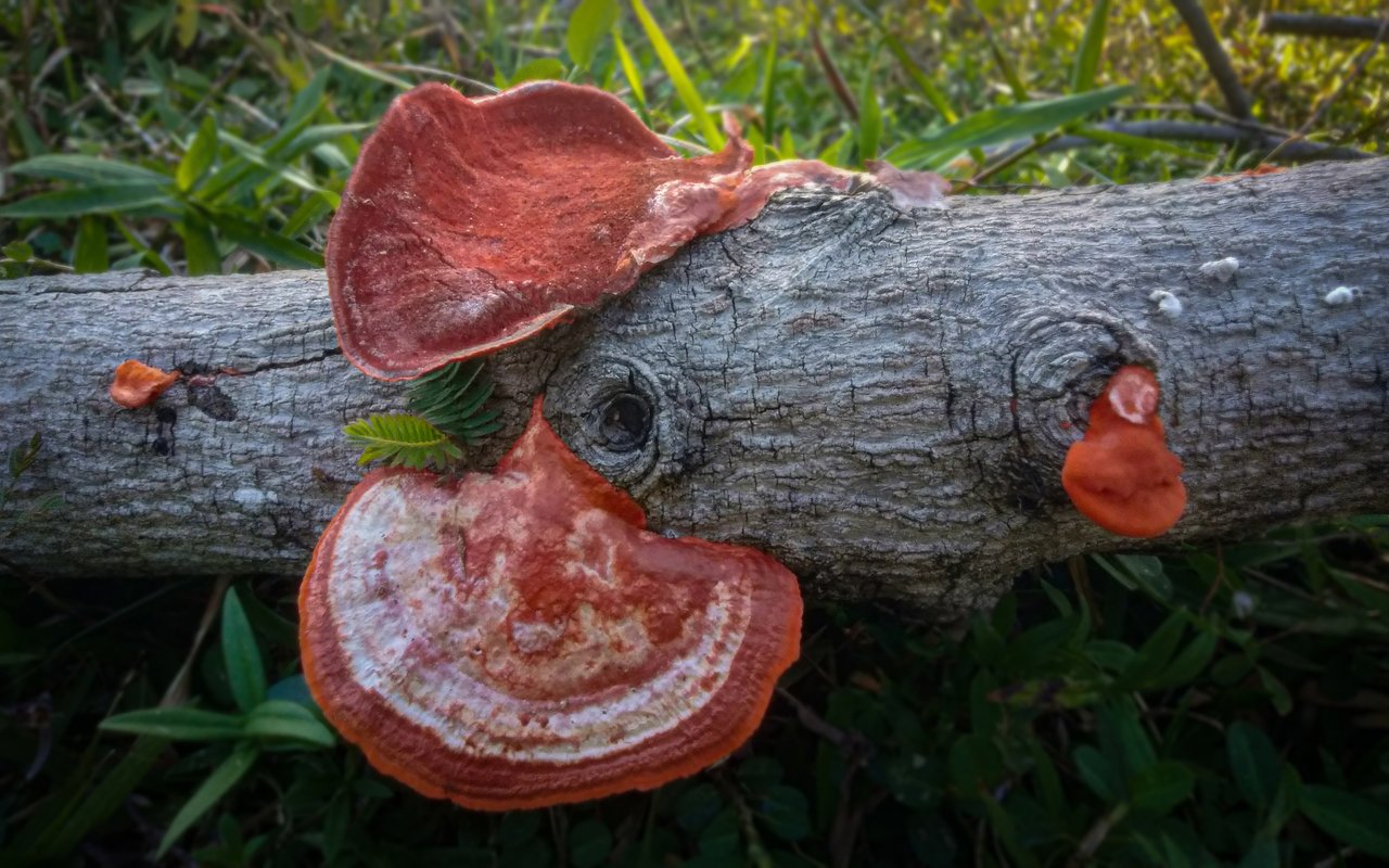 https://images.ecency.com/DQmaPHWSYGbEFzk9t1c4N87bSCRsM9pZ2BzyaFweeANAzJ2/oouuy.jpg