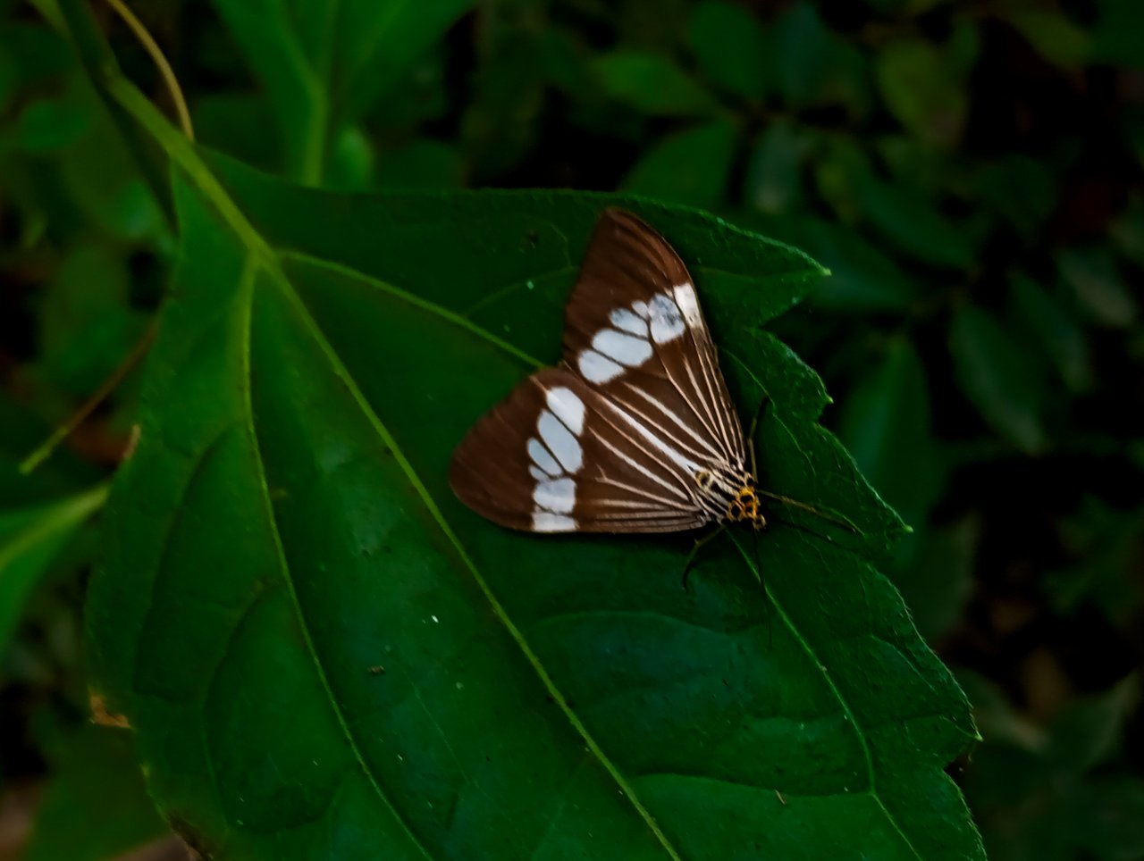 https://images.ecency.com/DQmaTHBE3ShY2RfGGLoyKeKEF1KnpvVqzRSifE3hprTWMgB/1000692511.jpg