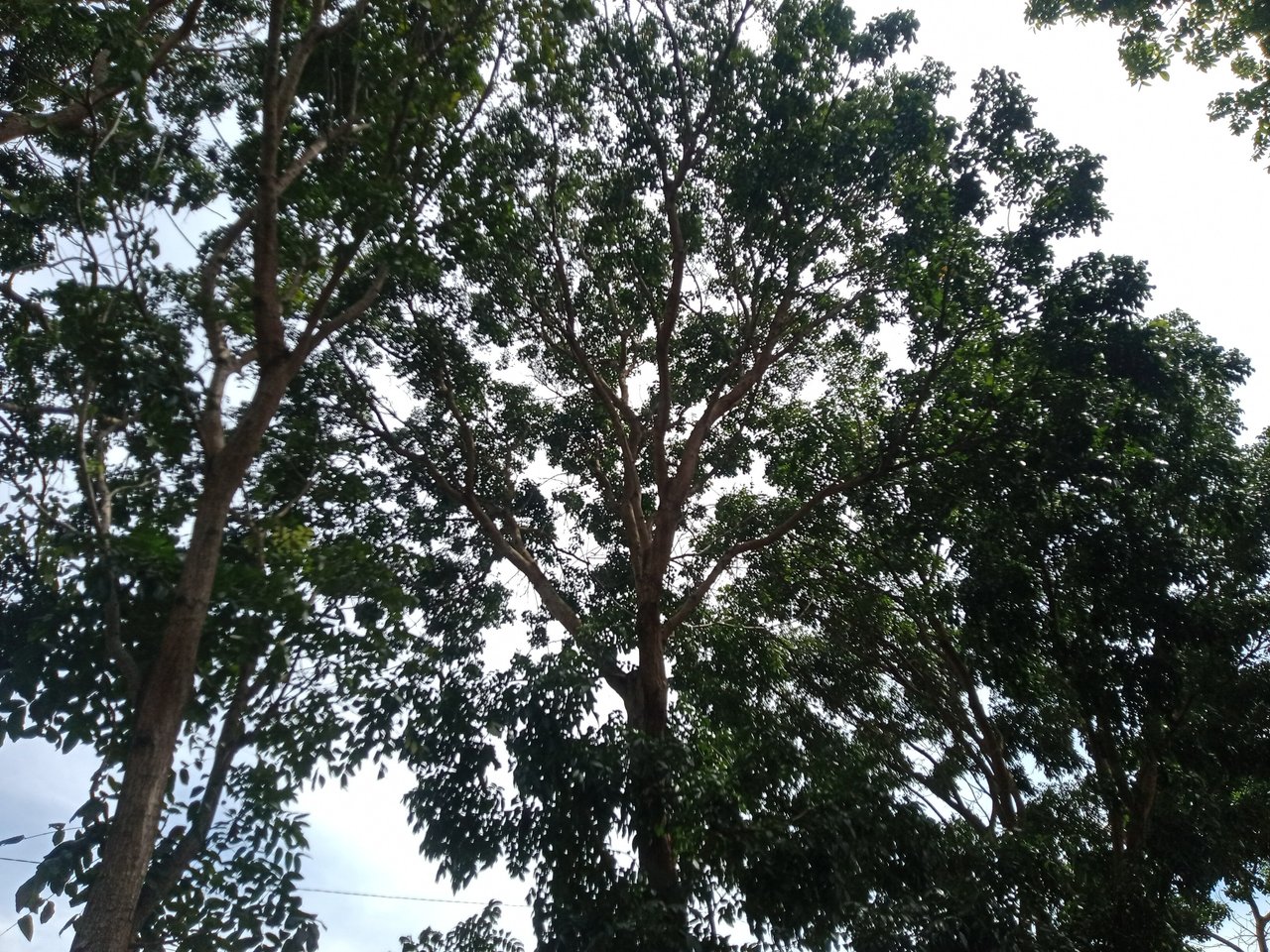 https://images.ecency.com/DQmaX1hU7FdmidCUvnSF1yuesbZVQSJQbJLtc5dirfoJqyr/img_20230106_121343.jpg