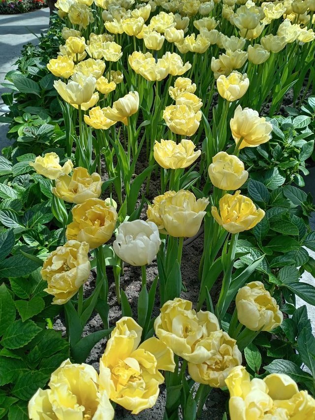 https://images.ecency.com/DQmaYwnrh8fNABeFo7U9vRtG7FdGEhRMaCeimvSMSvCxMjM/tulips5.jpg