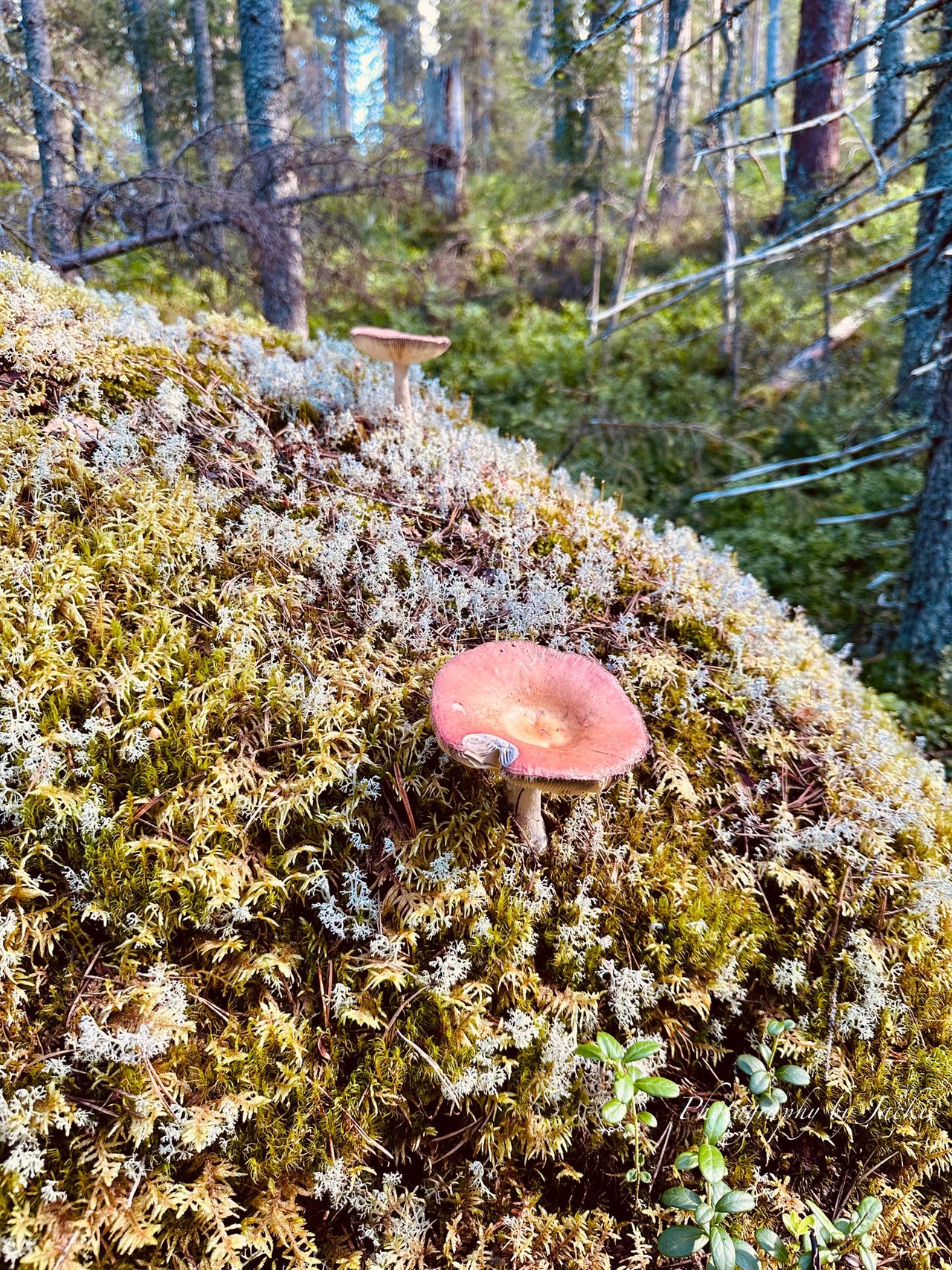 https://images.ecency.com/DQmacxc7ECbAQGNfmgvLCxFBAtuqKJh5vcmpzNJyzVp67m2/img_6778.jpeg