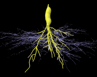330px_arbuscular_mycorrhizal_root_tuber.gif