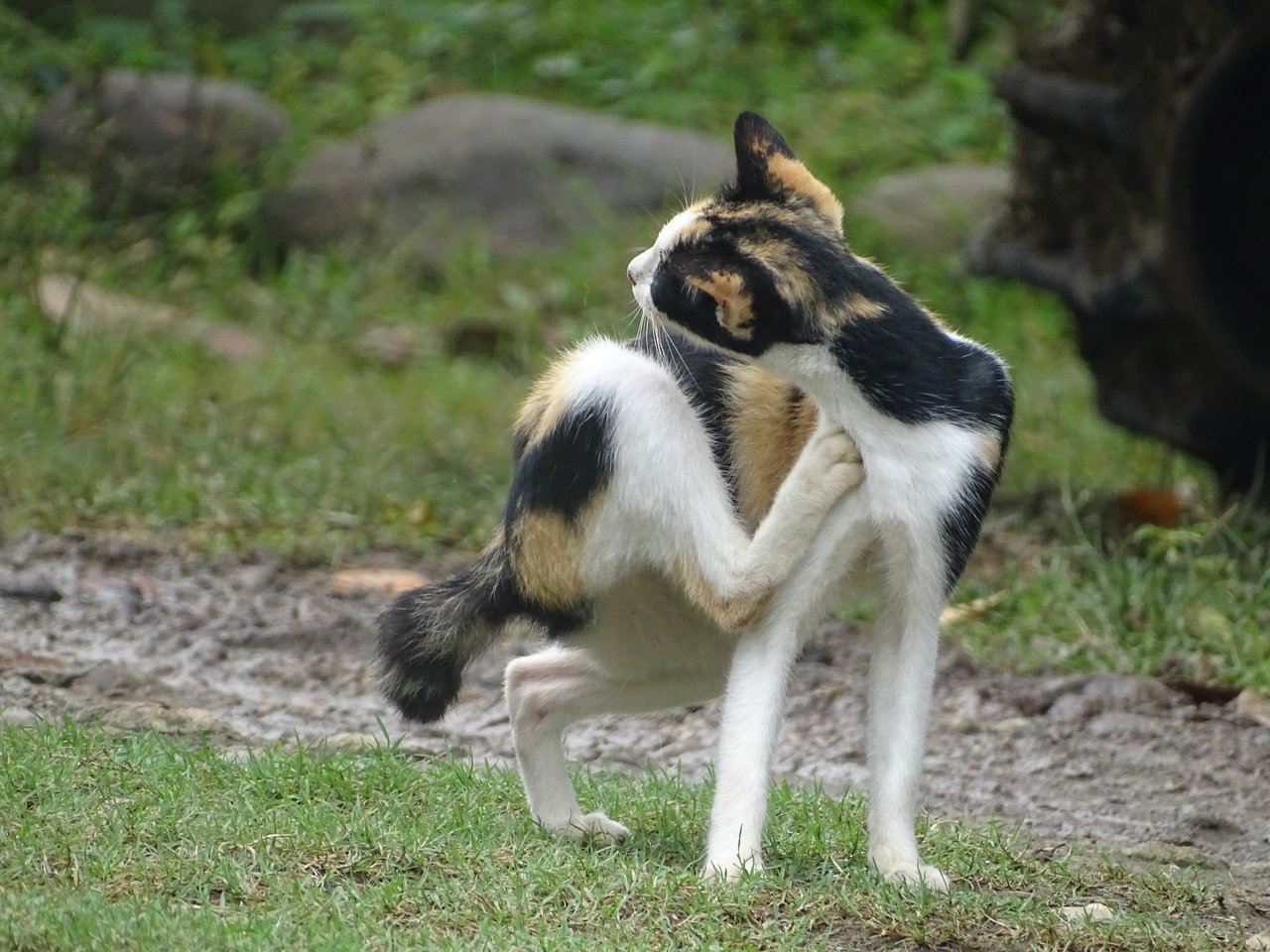 Photography of domestic cats in my yard