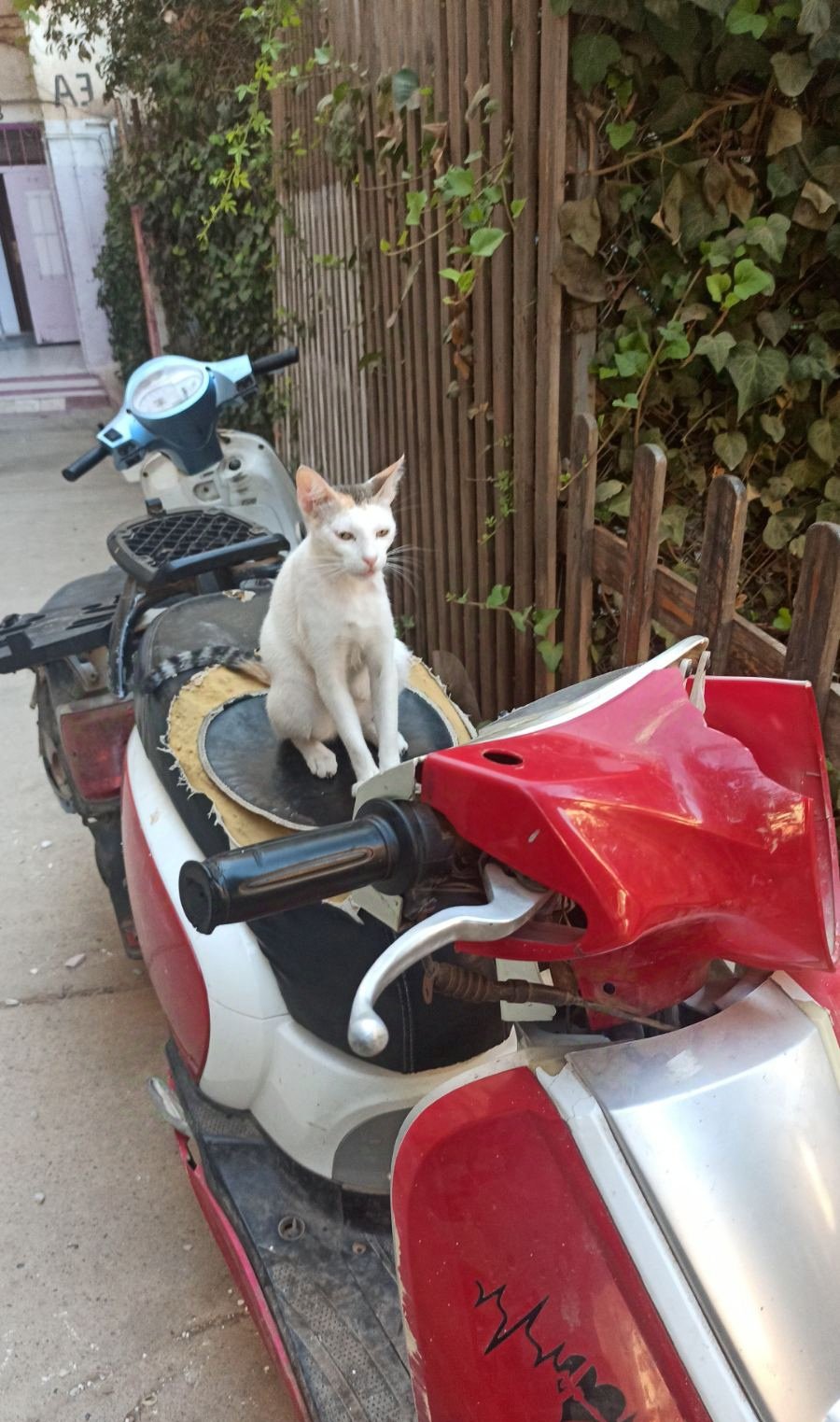 The biker cat