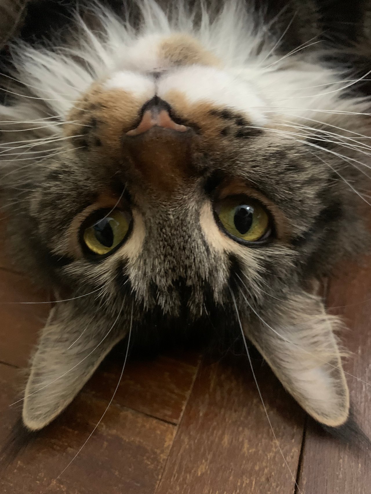 De-i, Maine Coon girl cat, with funny moment