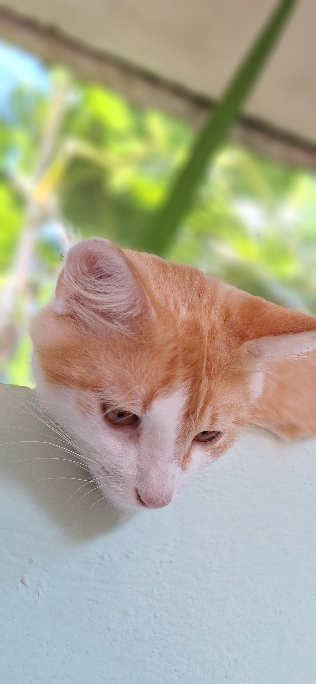 Gettico