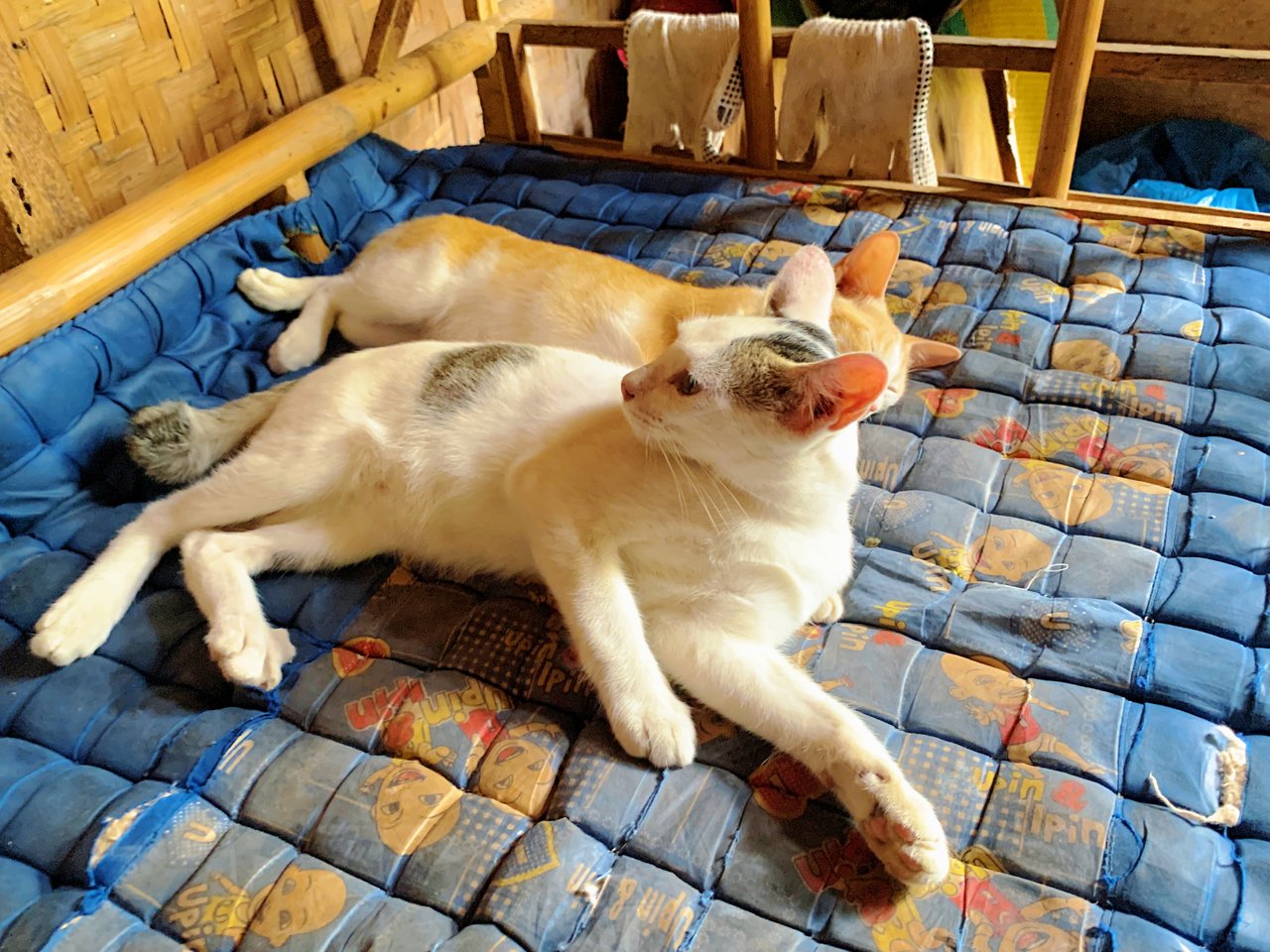 Old grandmother's favorite striped cat