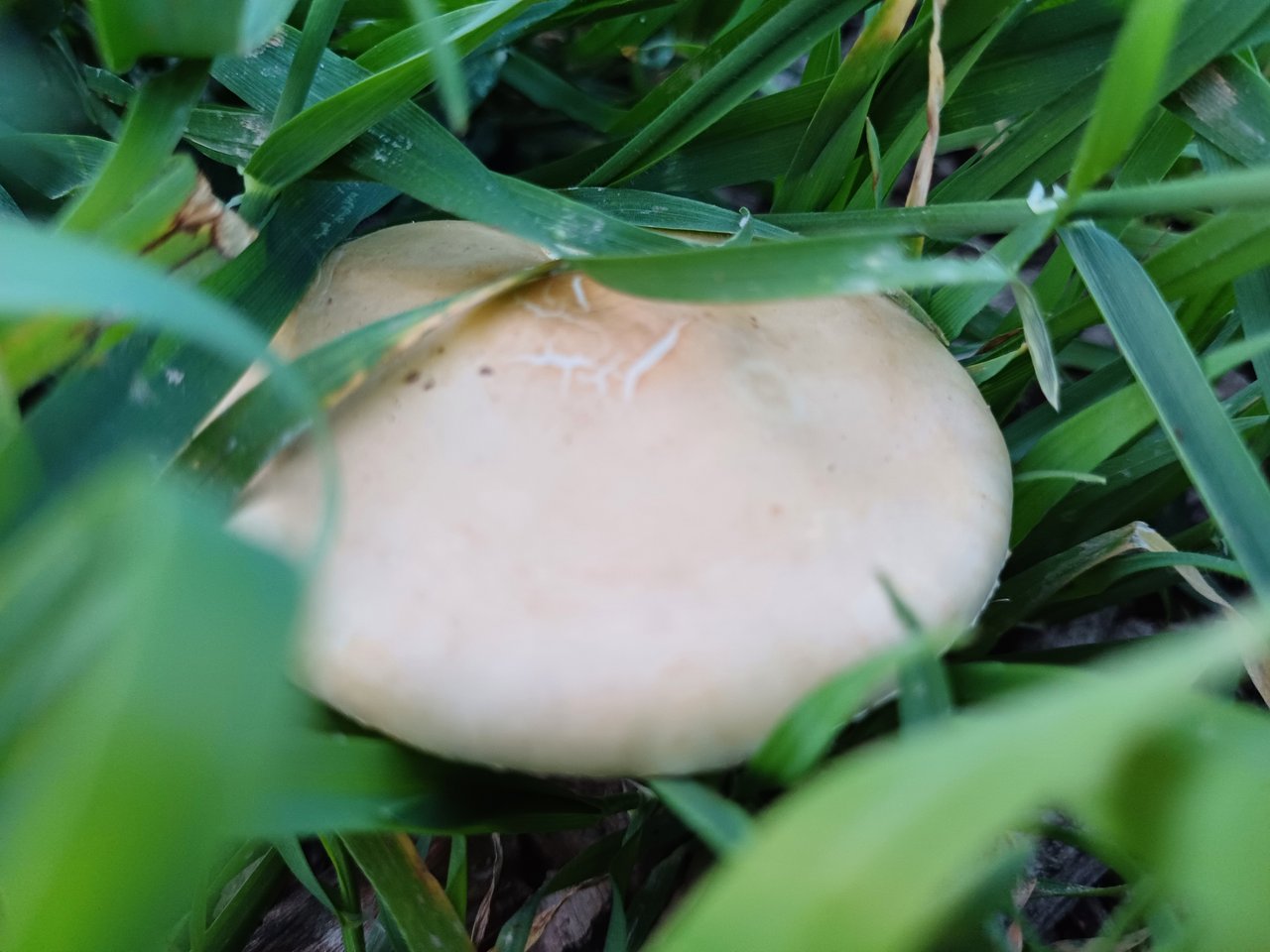 https://images.ecency.com/DQmbBZucLiigkNdqBaWYPY4p4xyePphRfaNjhbGwSLvxuCj/20240429_195825.jpg