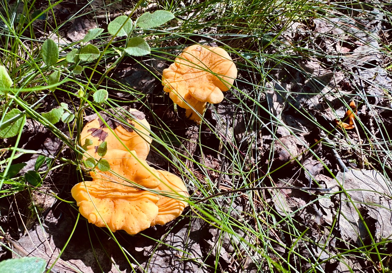 https://images.ecency.com/DQmbKW1aVrAVZX6EQ96E2AGWJ3NSycmkGEQYnmmWBF5LmJy/img_6718.jpeg