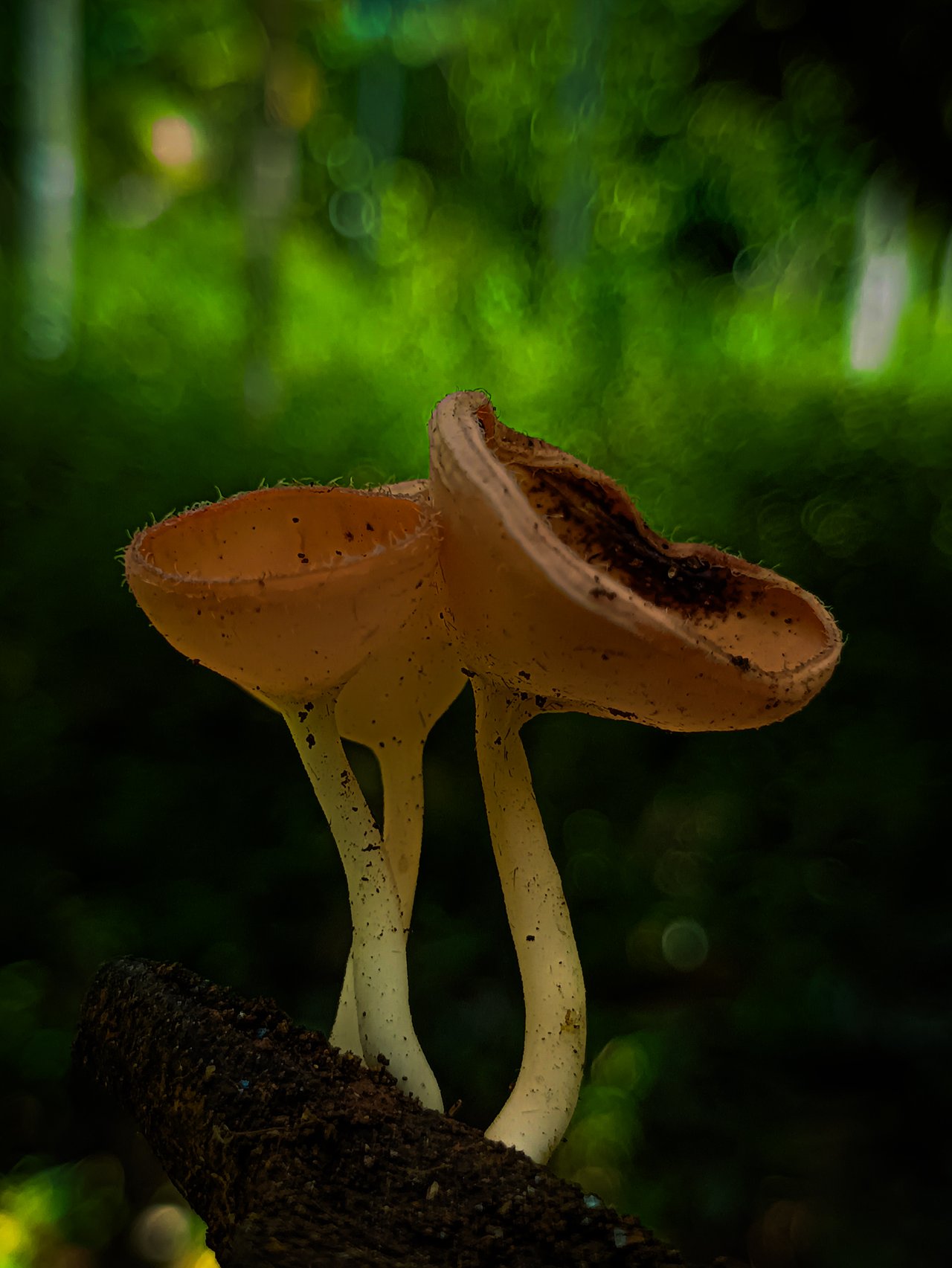 https://images.ecency.com/DQmbKknQLMBGyU2M6dZ5jGTBhHLYiStmgLkYnvw6aZEEC1G/1744272755457.jpg