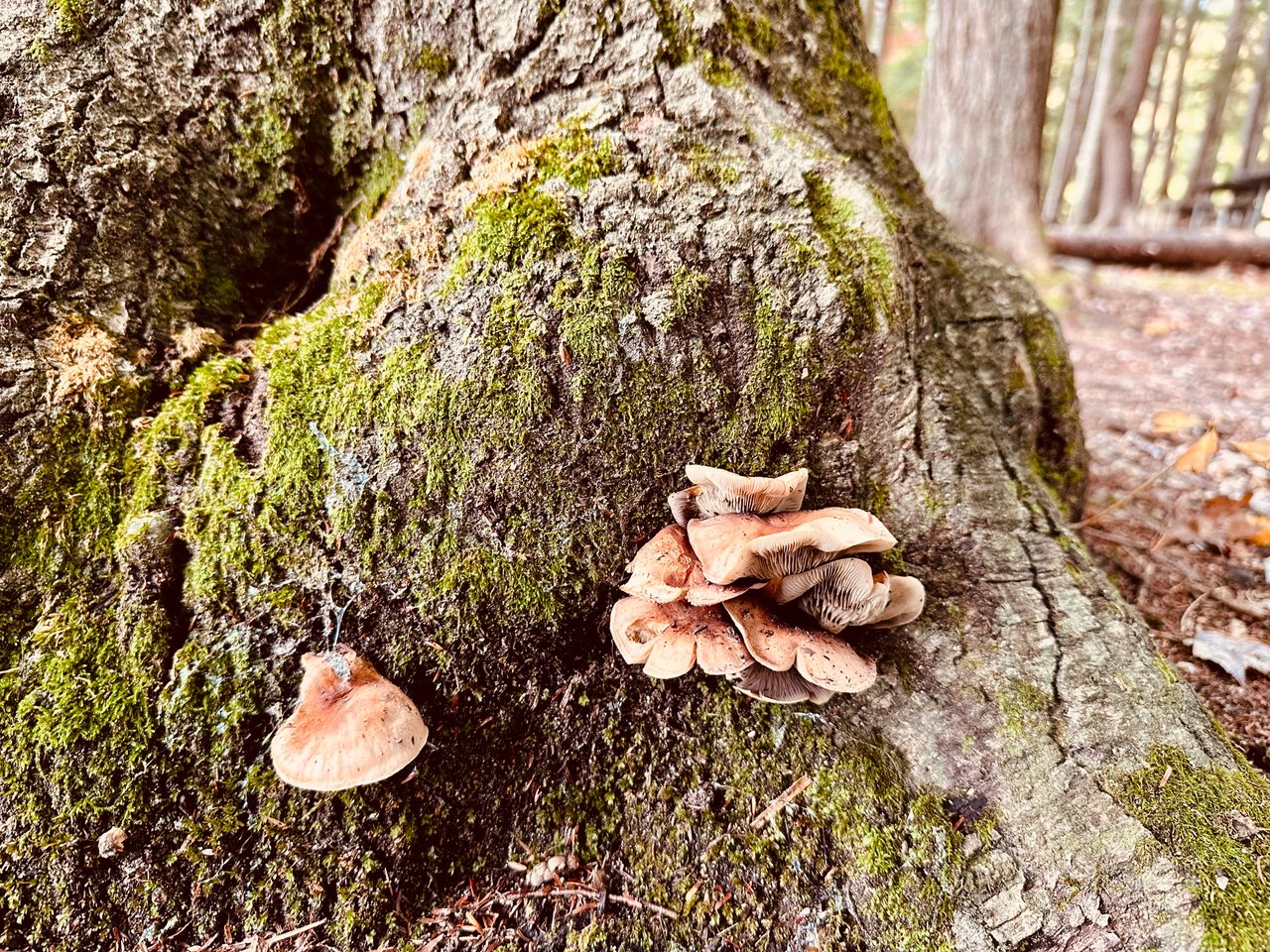 https://images.ecency.com/DQmbNE2tCRnebfJB1ruQxf6GamBHbioUvPnCEad378625r3/img_1110.jpeg