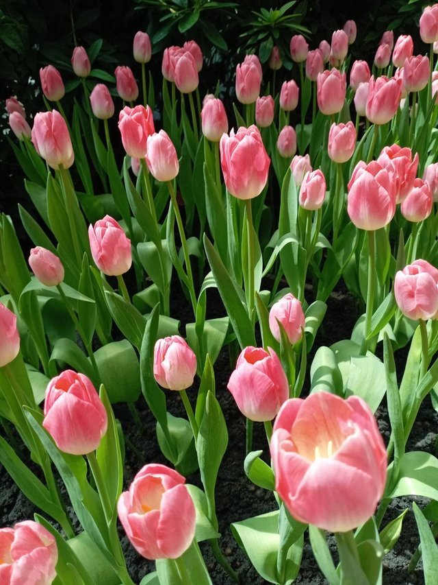 https://images.ecency.com/DQmbSuZeVQqXDKBRhoxcNUXxTb8z1bFxDWaKWXJWGLEy8My/tulips3.jpg